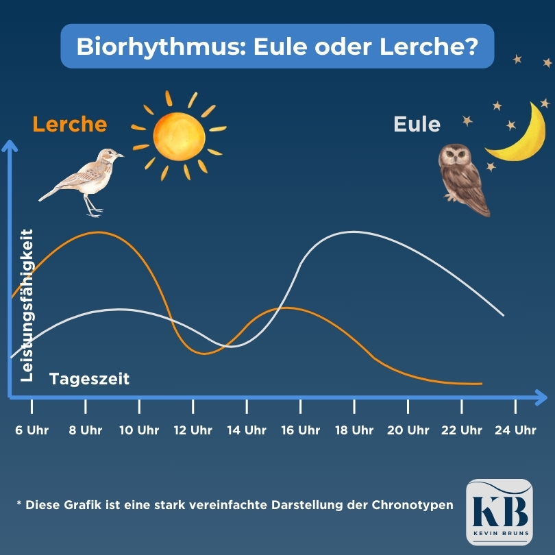 Leistungskurven von Lerchen und Eulen über den Tagesverlauf.