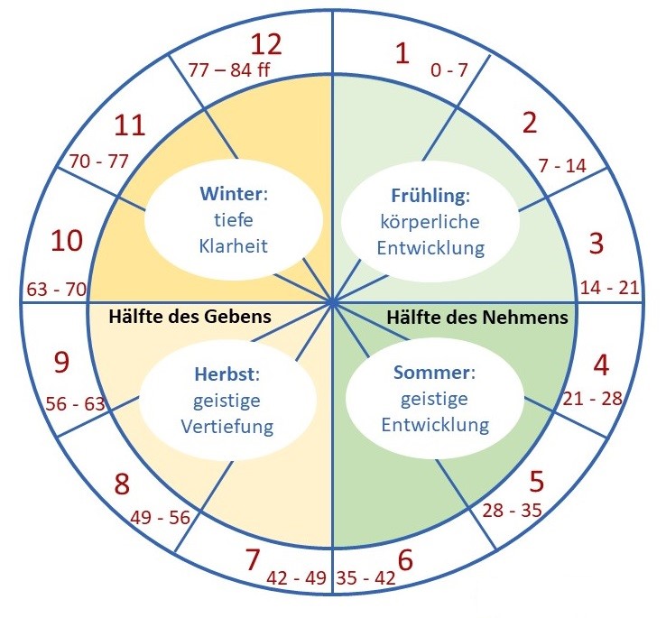 Die 7-Jahreszyklen – Persönliche Entwicklung im Rhythmus des Lebens Kreisdiagramm der 7-Jahreszyklen mit vier Jahreszeiten: Frühling (körperliche Entwicklung), Sommer (geistige Entwicklung), Herbst (geistige Vertiefung) und Winter (tiefe Klarheit). Das Diagramm zeigt die Altersbereiche in siebenjährigen Schritten von 0 bis 84+ Jahren und teilt sich in die Hälften des Gebens und Nehmens.